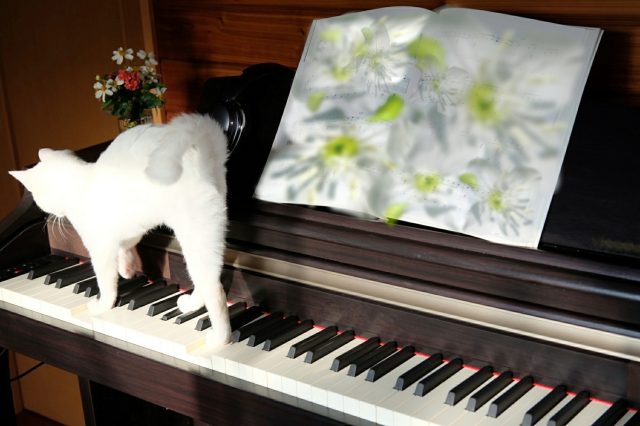 🎵　猫とピアノ　🎵